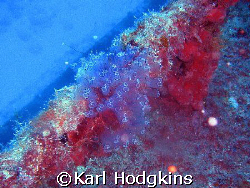 anenomae at around 25m clinging to a wreck, amazing delicacy by Karl Hodgkins 